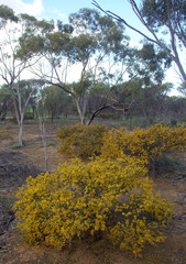 Acacia acuaria
