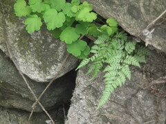 Anisocampium niponicum