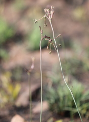 Kohautia amatymbica