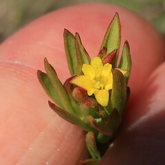 Gnidia juniperifolia