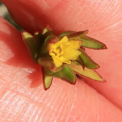 Gnidia juniperifolia