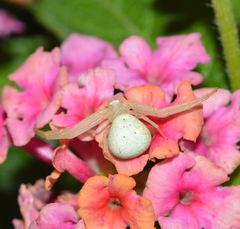 Misumessus oblongus
