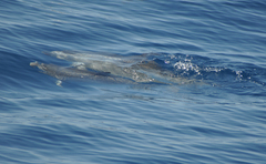 Stenella frontalis