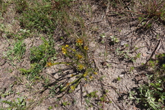 Gnidia juniperifolia