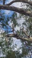 Dendrobium canaliculatum