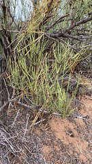 Ephedra viridis