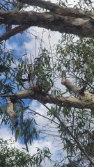Dendrobium canaliculatum