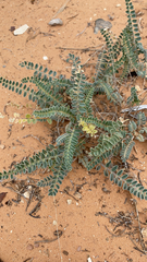 Astragalus mollissimus