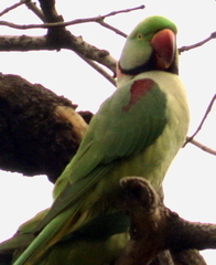 Psittacula eupatria