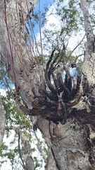 Dendrobium canaliculatum