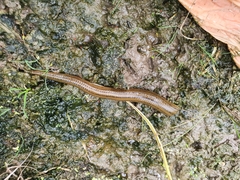 Hirudinea
