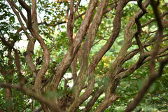 Lagerstroemia subcostata