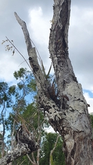 Dendrobium canaliculatum