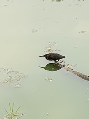Ardeidae