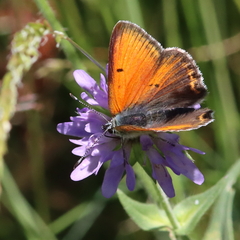 Lycaena hippothoe