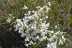 Cryptandra amara