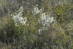 Cryptandra amara