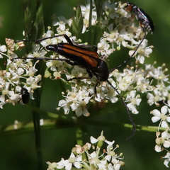 Anastrangalia dubia