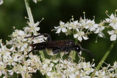 Macrophya montana