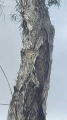 Dendrobium canaliculatum