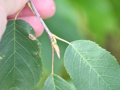 Amelanchier canadensis
