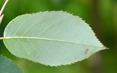 Amelanchier canadensis