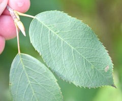 Amelanchier canadensis