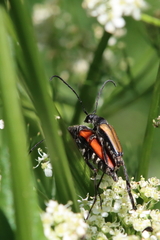 Anastrangalia dubia
