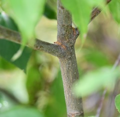 Amelanchier canadensis