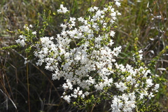 Cryptandra amara