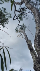 Dendrobium canaliculatum