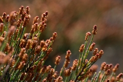 Allocasuarina humilis