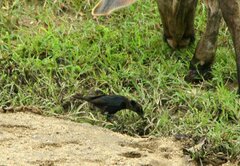 Quiscalus lugubris