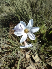 Ixia rapunculoides