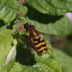 Syrphus torvus
