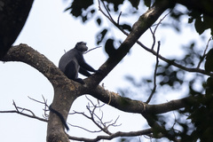 Cercopithecus mitis stuhlmanni