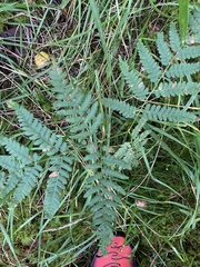 Pteridium