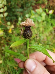 Centaurea phrygia phrygia
