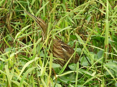 Botaurus lentiginosus