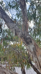 Dendrobium canaliculatum