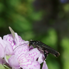 Oedemera