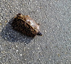 Terrapene carolina bauri