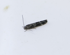 Mompha sturnipennella