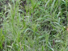 Panicum philadelphicum