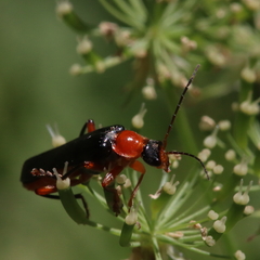 Cantharis pellucida