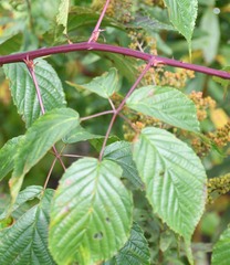 Rubus pensilvanicus