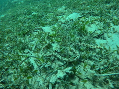 Myrichthys maculosus