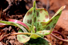Ledebouria revoluta