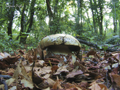 Cortinarius infractus
