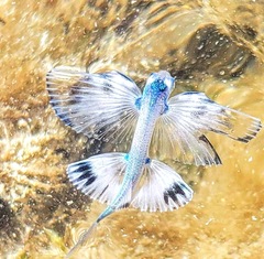 Exocoetidae